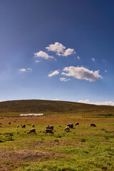 Sheep in front of house, in the countryside with mountains, Ticlio, Peru