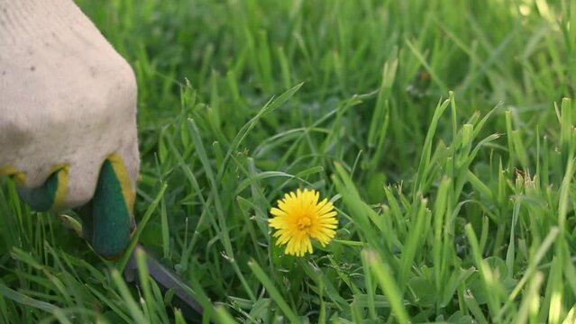 A man digs dandelions from the lawn with a special shovel with a narrow long scoop