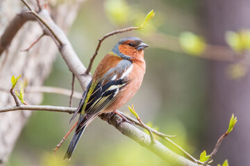 Common chaffinch, Fringilla coelebs, sits on a tree. Common chaffinch in wildlife.