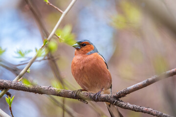 Common chaffinch, Fringilla coelebs, sits on a tree. Common chaffinch in wildlife.