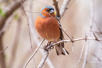 Common chaffinch, Fringilla coelebs, sits on a tree. Common chaffinch in wildlife.