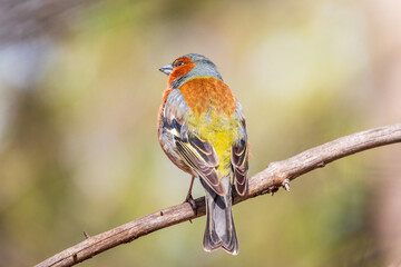 Common chaffinch, Fringilla coelebs, sits on a tree. Common chaffinch in wildlife.