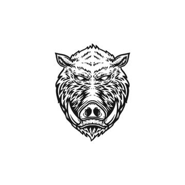 recommend clip art: wild boar hand drawn illustration