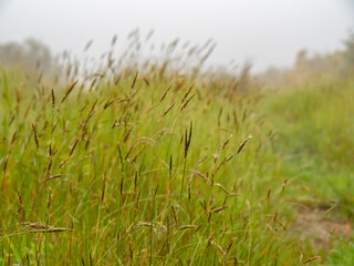grass in the wind