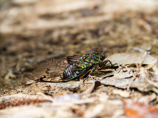 Macro of a cicada 