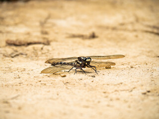 close up of a dragonfly