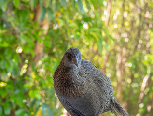 Weka bird new zealand