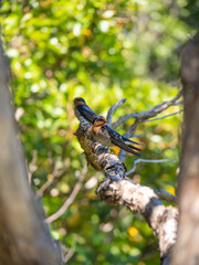 Pair of swallow birds on a branch