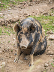 wild boar in the woods