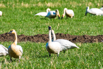 Trumpeter Swans in Field, Washington