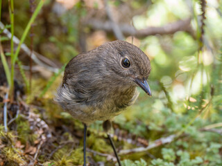 South Island robin New Zealand close up