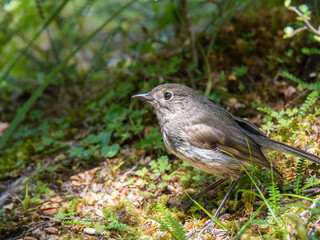 South Island robin New Zealand 