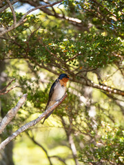 Swallow bird on tree