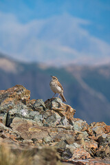 Small bird perched on rock