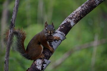 Red squirrel in tree