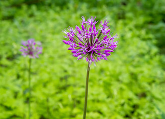 Purple ornamental onion in the garden.