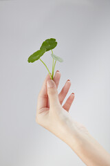 Front view of gotu kola on hand model in white background
