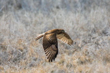 Red Tailed Hawk In Flight