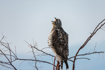 Rough-Legged Hawk, Bear River Migratory Bird Refuge