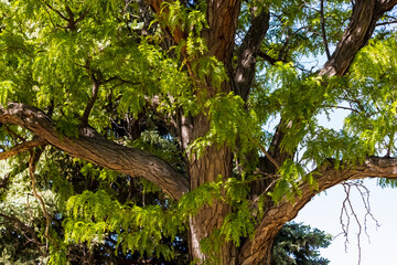 Fototapeta premium Heart of the Tree