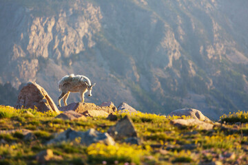 Mountain goat