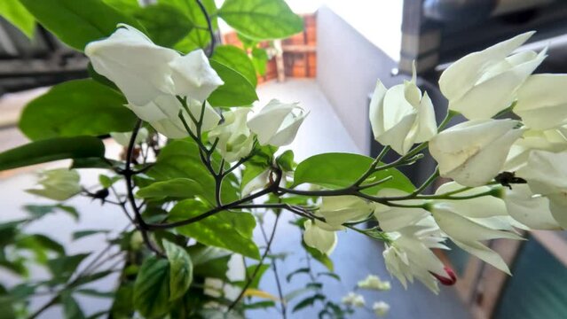 Glory bower or Bleeding-heart vine flower plant has ivory white flowers, green leaves with vines