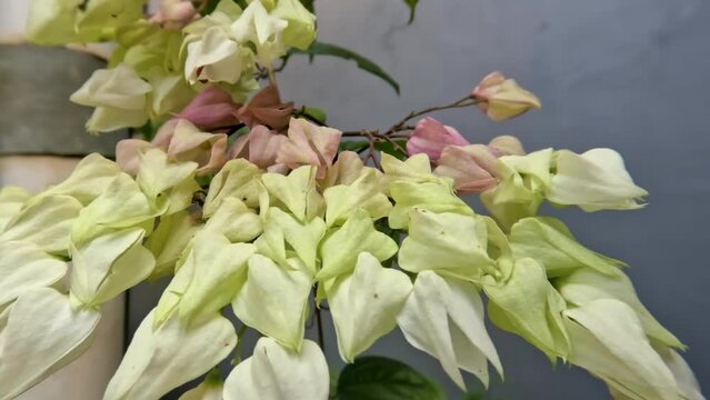 Glory bower or Bleeding-heart vine flower plant has ivory white flowers, green leaves with vines