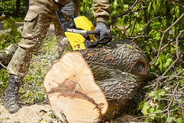 Tree surgeon. Working with a chainsaw. Sawing wood with a chainsaw.