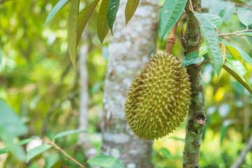 Fresh Durian hanging on tree in garden background, king of fruit Thailand. Famous Southeast food and Asian Exotic tropical Fruit concept