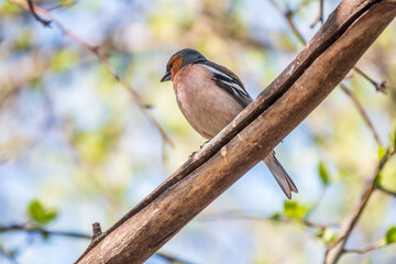 Common chaffinch, Fringilla coelebs, sits on a branch in spring on green background. Common chaffinch in wildlife.