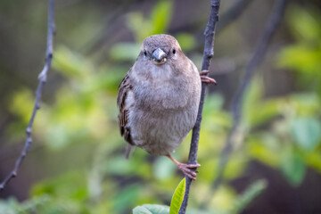 Sparrow sitting on a green branch in spring. Sparrow with playful poise on branch in spring or summer