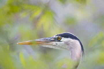 Closeup portrait of Great Blue Heron.Chesapeake and Ohio National Historical Park.Maryland.USA