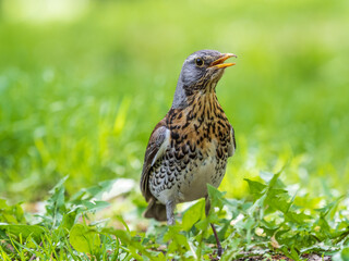 Wood bird Fieldfare, Turdus pilaris, on a sprng lawn.