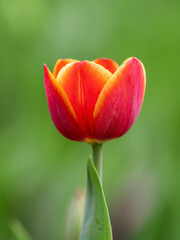 Red tulip with blurry background in sunset