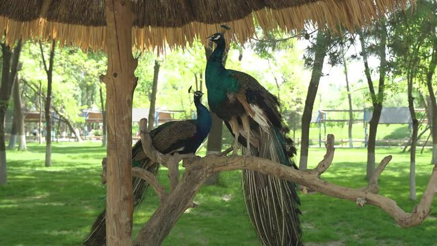 Peacock stands on a branch for exhibition