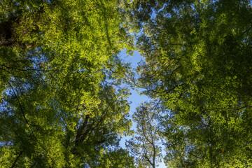 beech forest along keplar track towering overhead, skyward