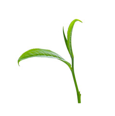 Tea leaves isolated on white background