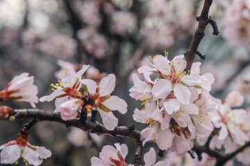 Flowering almond trees in spring. Beautiful almond flower blossom with raindrops