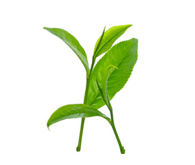 Tea leaves isolated on white background