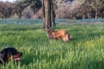 Dogs standing among tall green grass. A red female mixed breed dog and an adult Rottweiler. Pets....