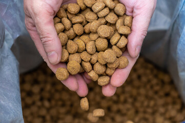 Pellets of dog food spilled out of the men's hands. A middle-aged man's hands hold brown round pellets in handfuls. The food falls into an open bag. Blurred motion. Close-up.  Selective focus.