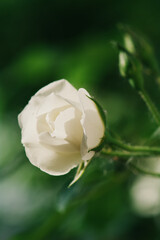 white rose with drops