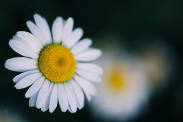 daisy flower closeup