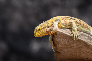 Bearded Dragon posing in the nature
