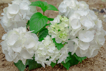 黒軸アジサイゼブラホワイトの花