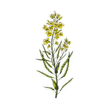 Canola yellow flowers on a branch on a white background. Vector illustration with canola flower. Hand drawn sketch.