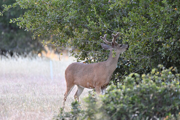 Columbian Black-tailed Deer -  Odocoileus hemionus columbianus