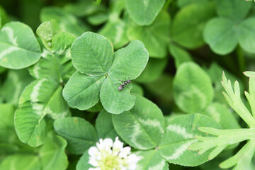 四つ葉のクローバーと蟻