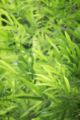 Bamboo green color in nature.