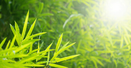 Bamboo green color in nature with copy space. Bamboo leaf and copy space